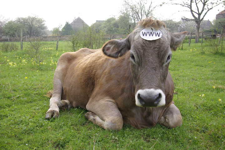 vache www