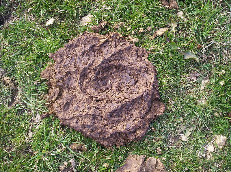 Fichier:Bousedevache.JPG