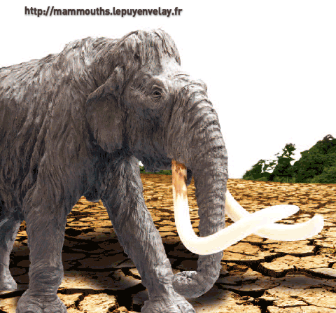 mamouth