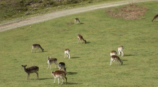 0-Vallee-des-daims
